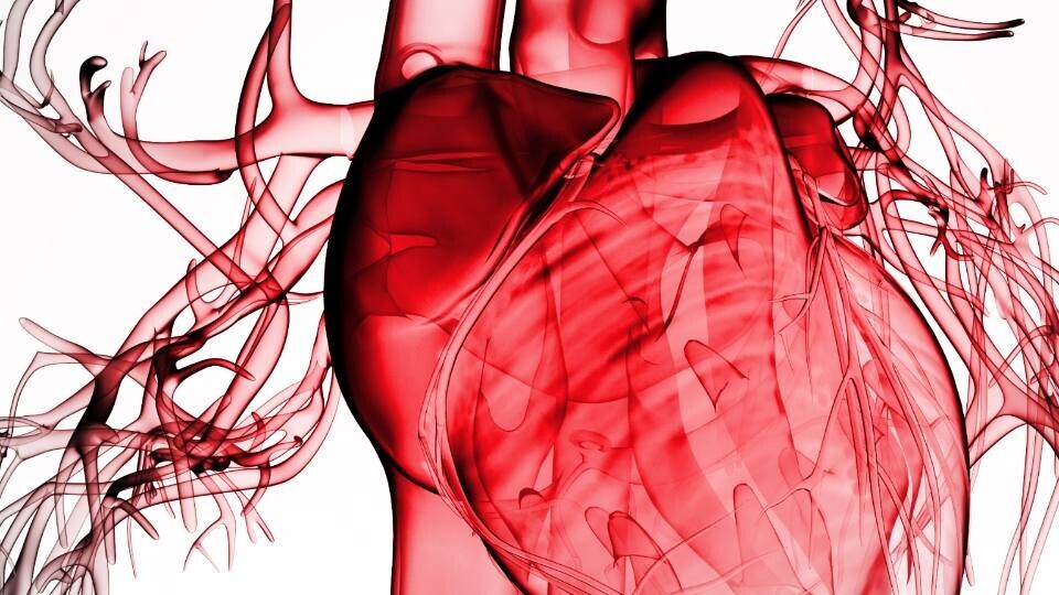 herz-gefaesse-shutterstock-127653560-32zu9-1920x540