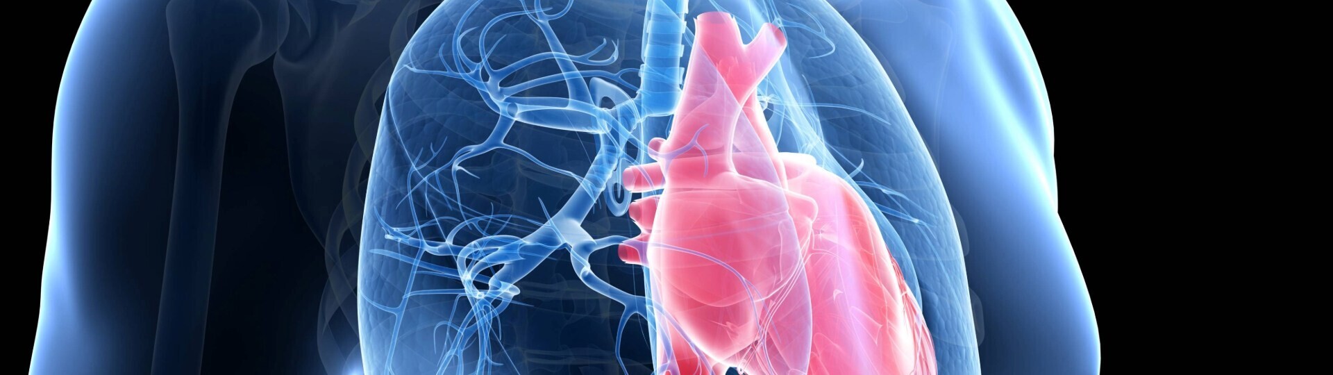 herz-lunge-shutterstock-173295398-32zu9-1920x540