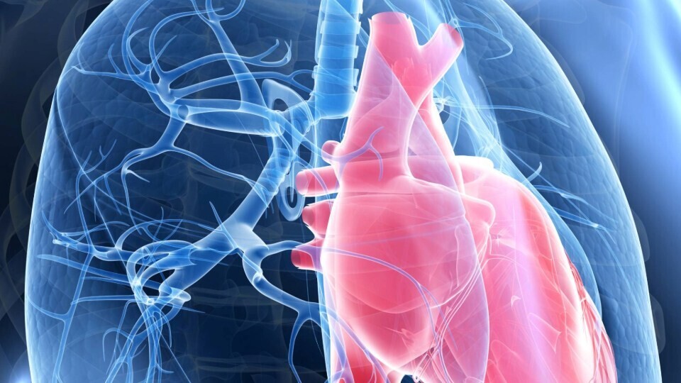 herz-lunge-shutterstock-173295398-32zu9-1920x540