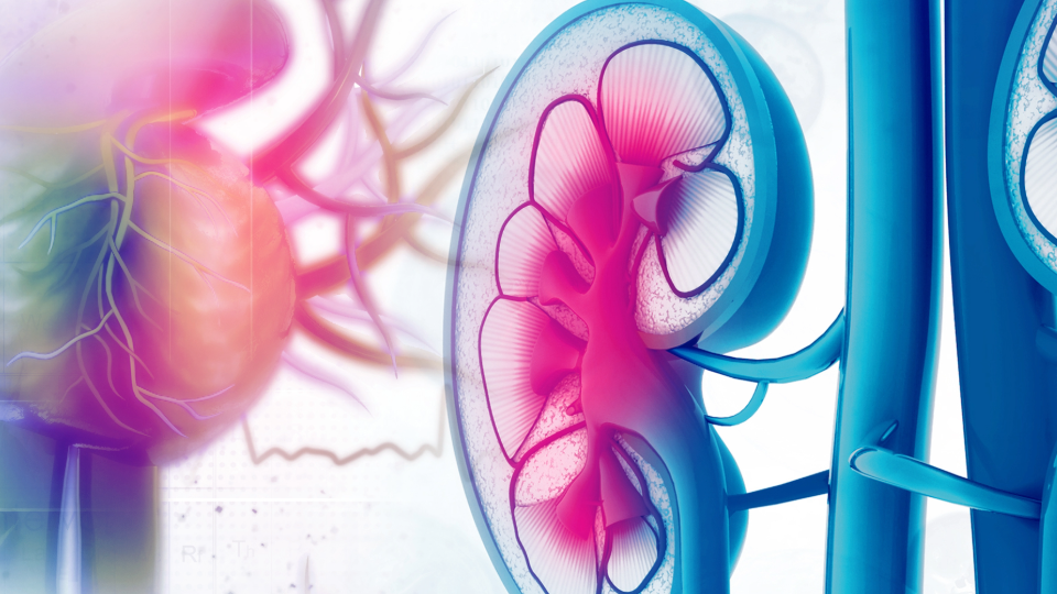 Herz-Niere-shutterstock-458511226-Header Image 1929x540