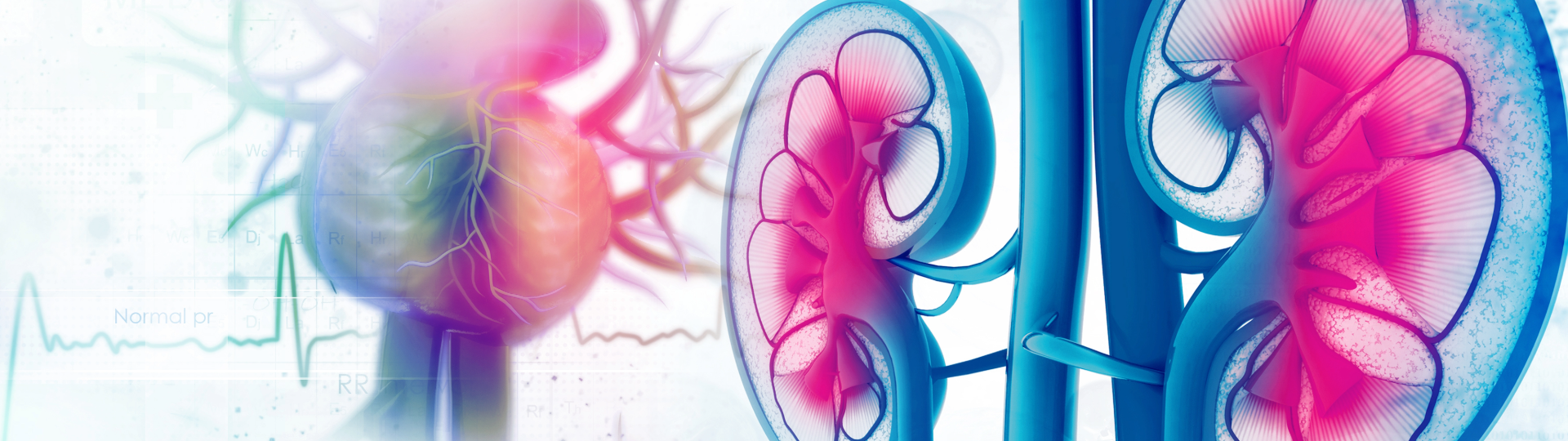 Herz-Niere-shutterstock-458511226-Header Image 1929x540