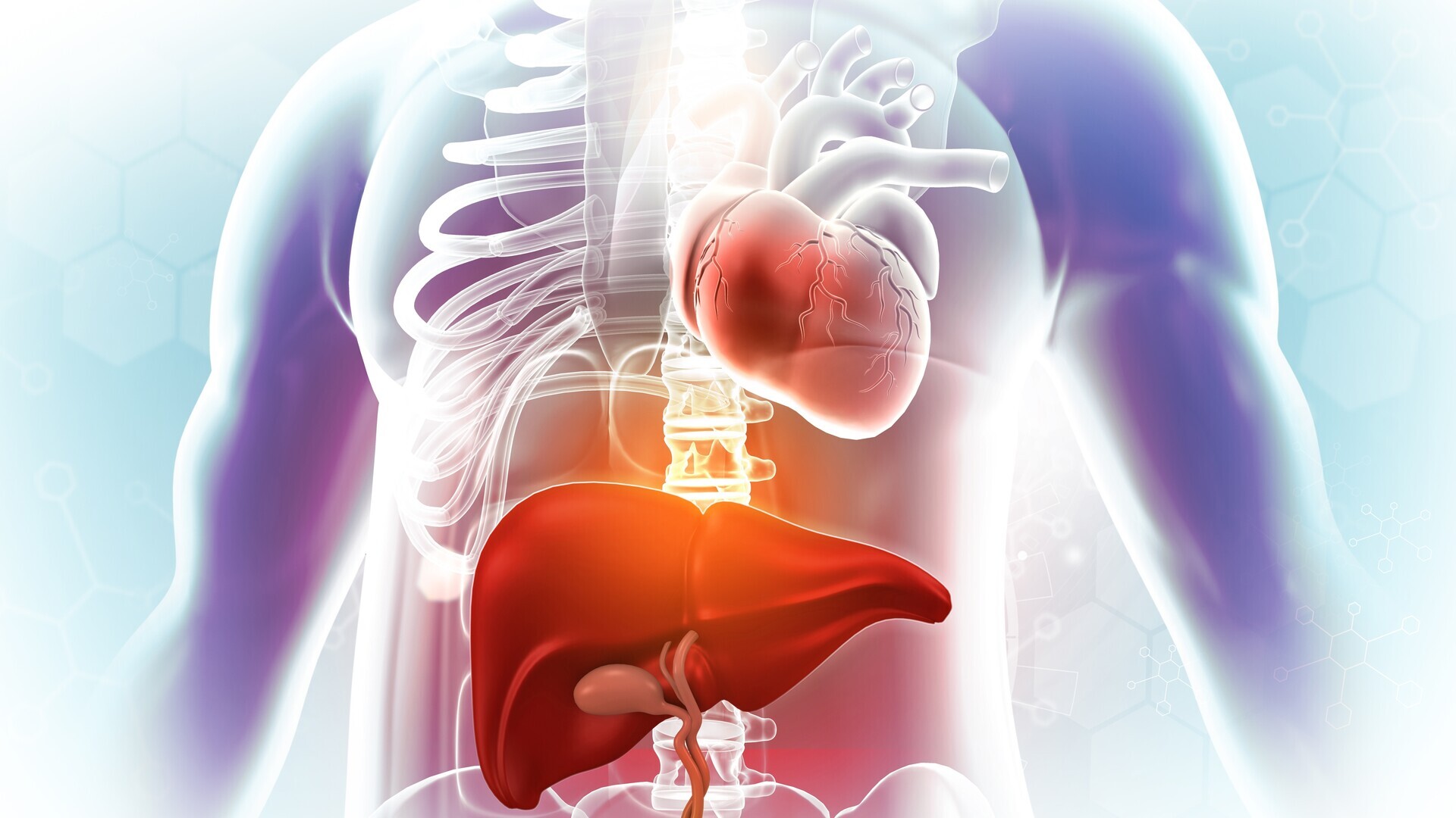 3D-Illustration von Herz und Leber