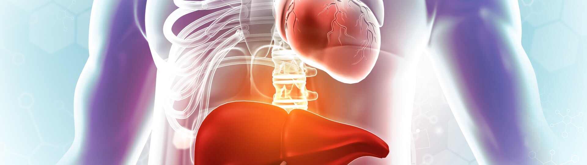 3D-Illustration von Herz und Leber