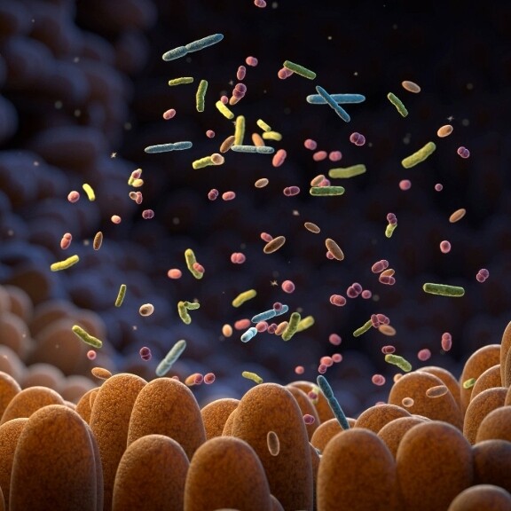 mikrobiom-darmbakterien-shutterstock-2253001209-1zu1-576x576