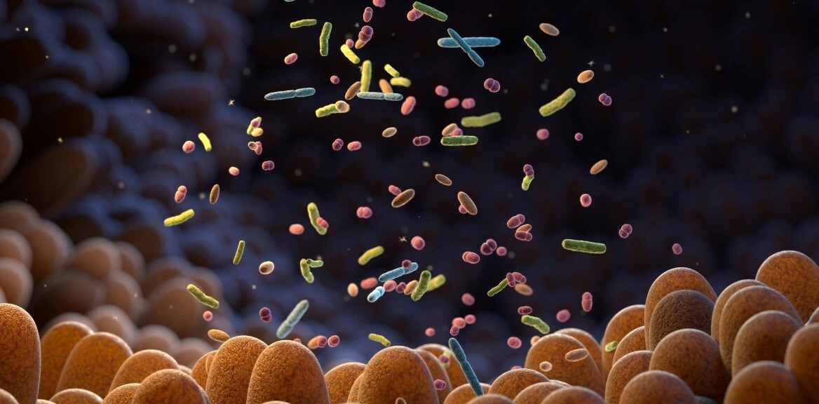 mikrobiom-darmbakterien-shutterstock-2253001209-2zu1-1168x576