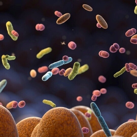 mikrobiom-darmbakterien-shutterstock-2253001209-32zu9-1920x540