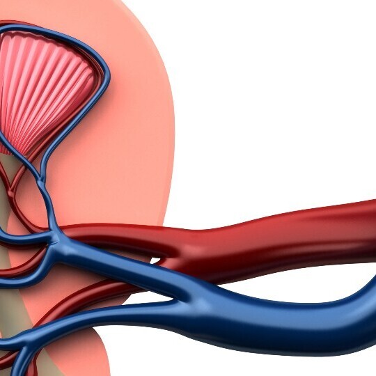 niere-renale-denervation-1920x540