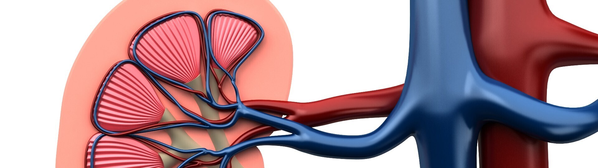 niere-renale-denervation-1920x540