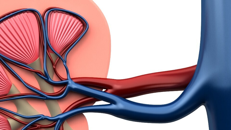 niere-renale-denervation-1920x540