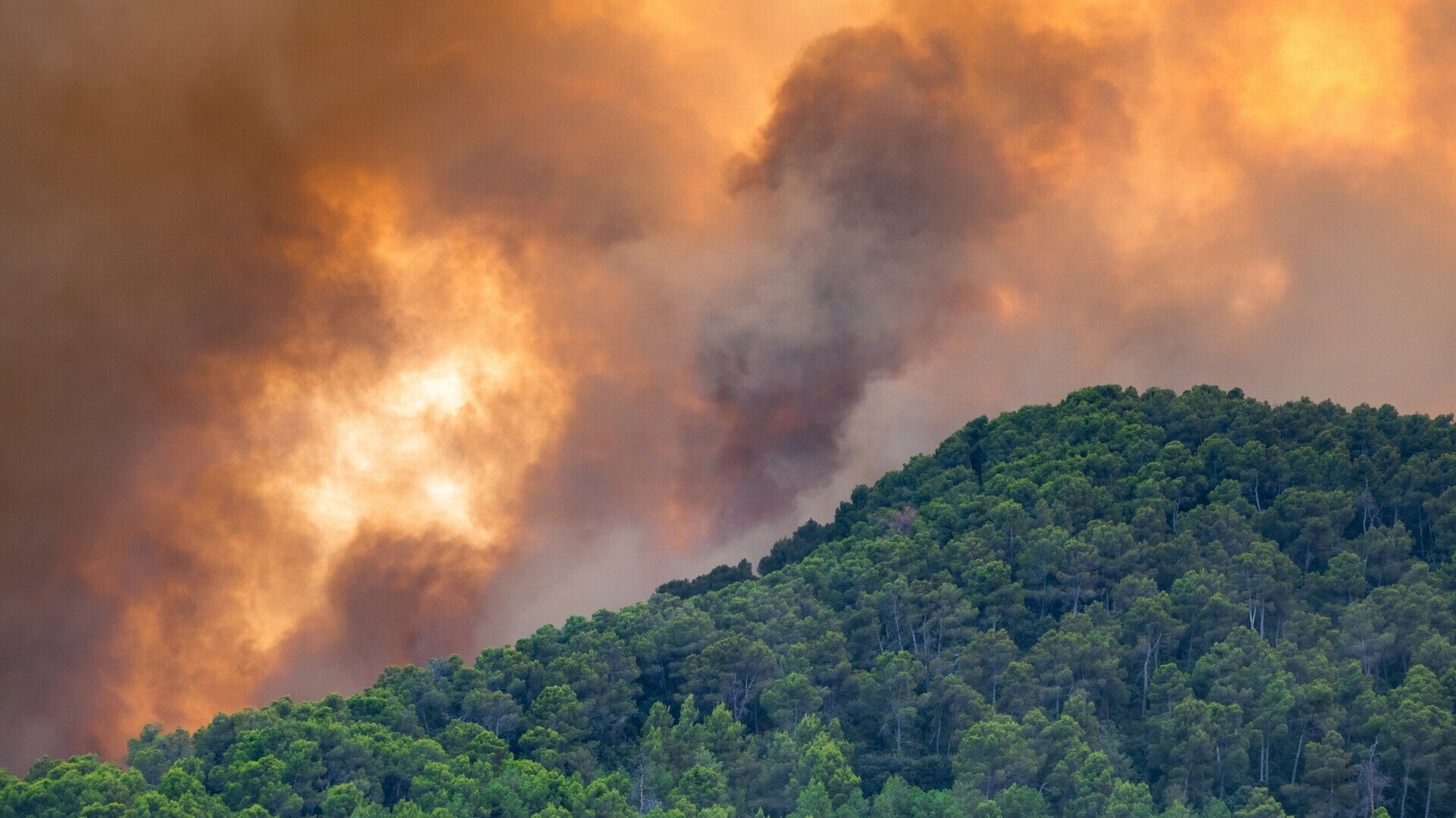 Waldbrand und Rauch