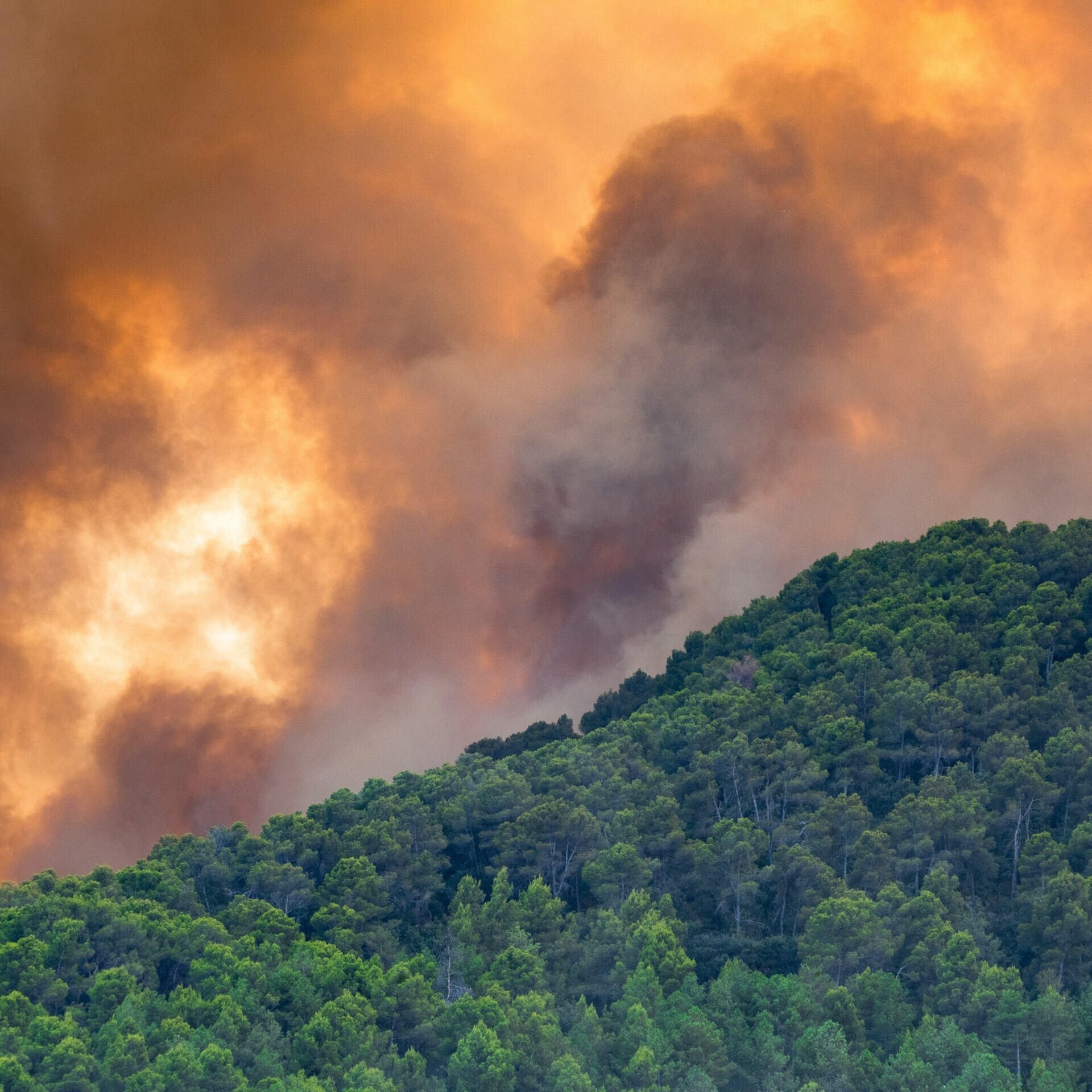 Waldbrand und Rauch