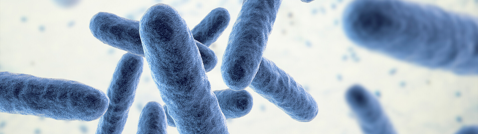 endokarditis-iStock-1463361415-h