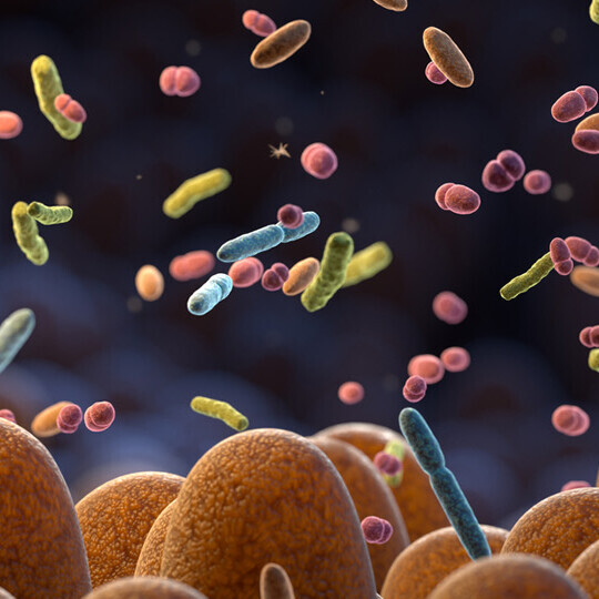 darmbakterien-mikrobiom-1458753557-h