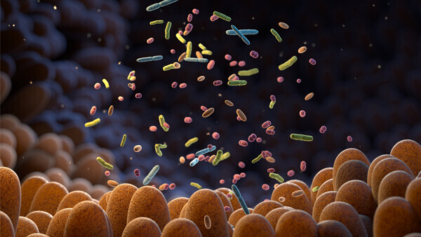 darmbakterien-mikrobiom-1458753557-t