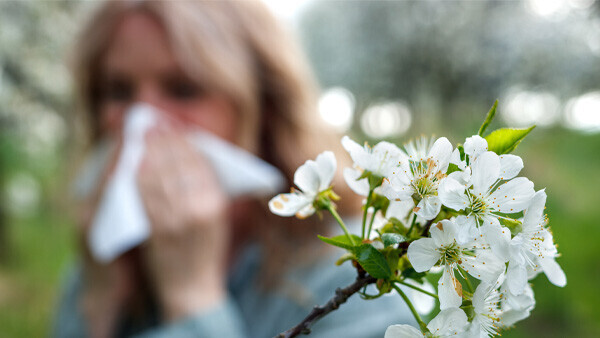 heuschnupfen-pollenallergie-1395962649-t