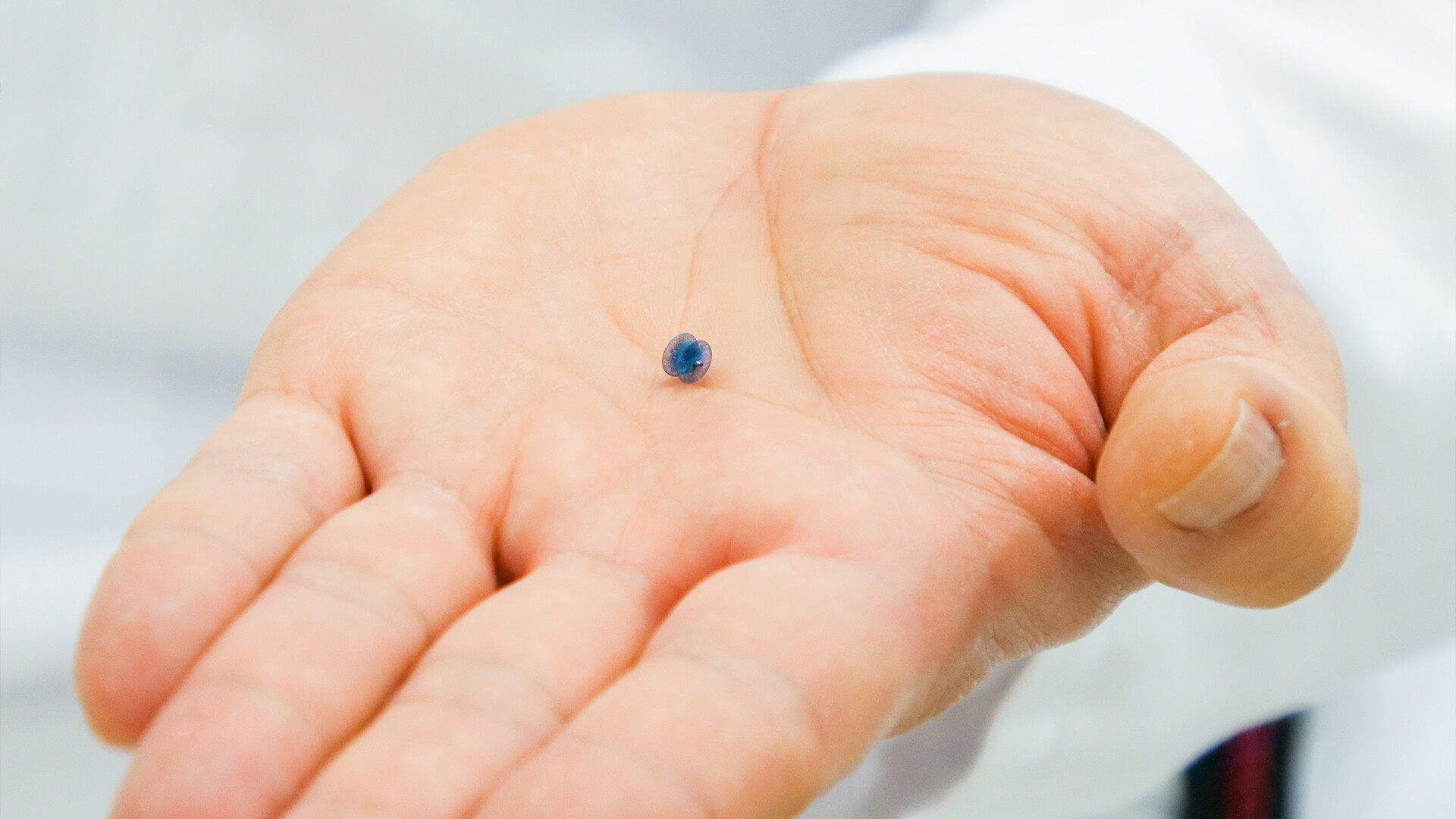 piccolo-schirmchen-ductus