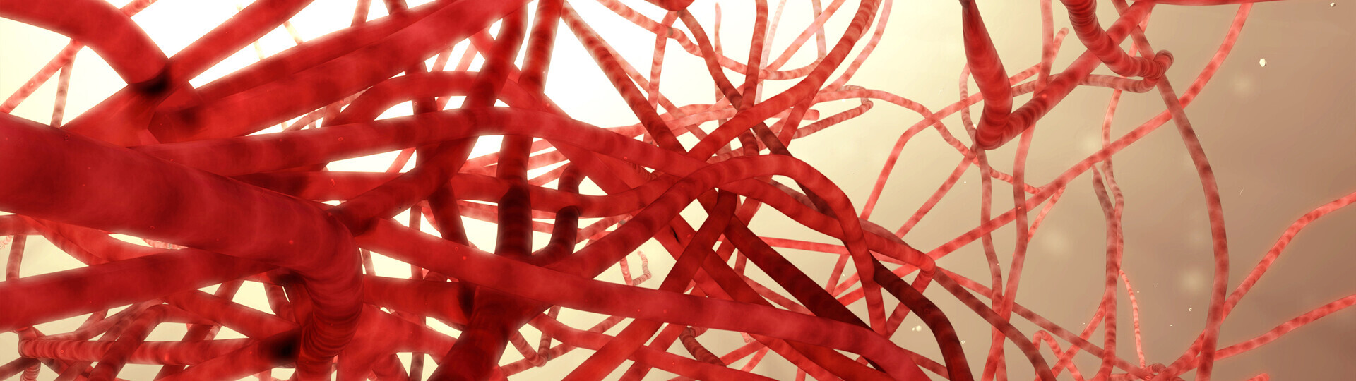 angiologie-956478340_Header