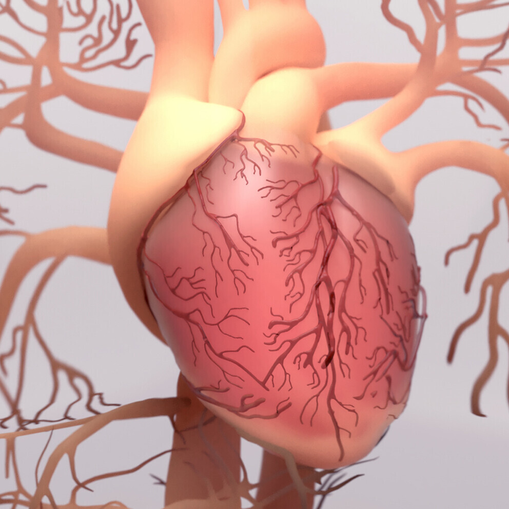 arterie-1343361460_H