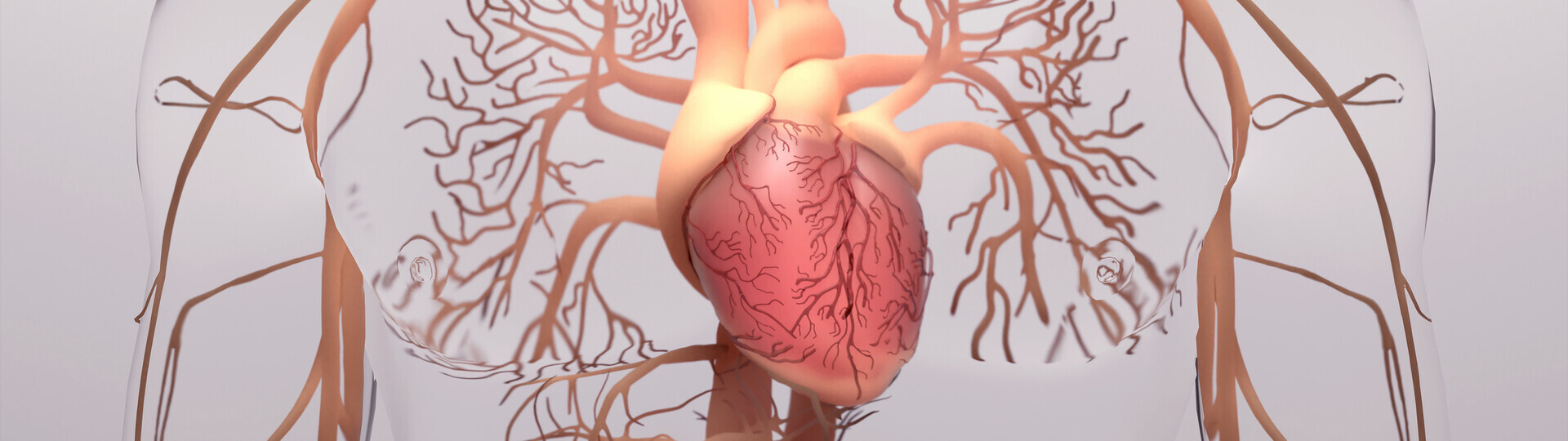 arterie-1343361460_H