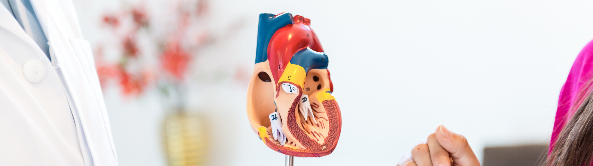 dilatative-kardiomyopathie-1506225017_Header