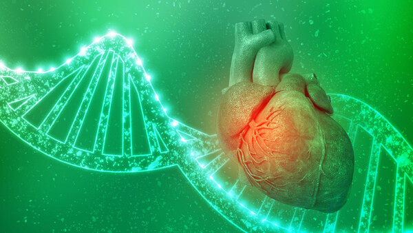 herz-genetik-dna-shutterstock-1687668091-600x338px