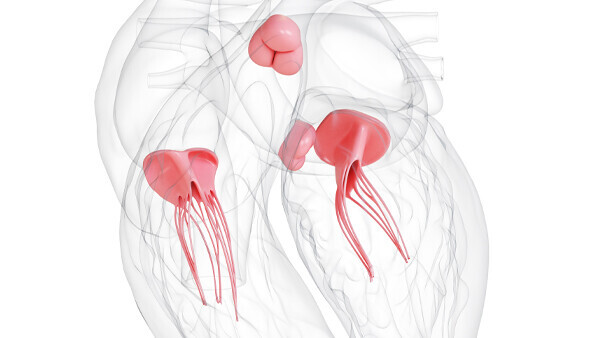 strukturelle-herzerkrankungen-shutterstock-729011815-600x338px