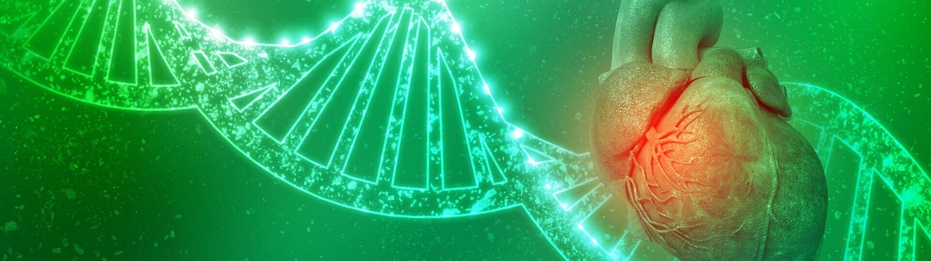 herz-genetik-dna-shutterstock-1687668091-32-9