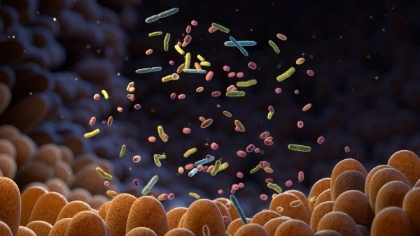 Imidazolpropionat aus Darmbakterien begünstigt Atherosklerose