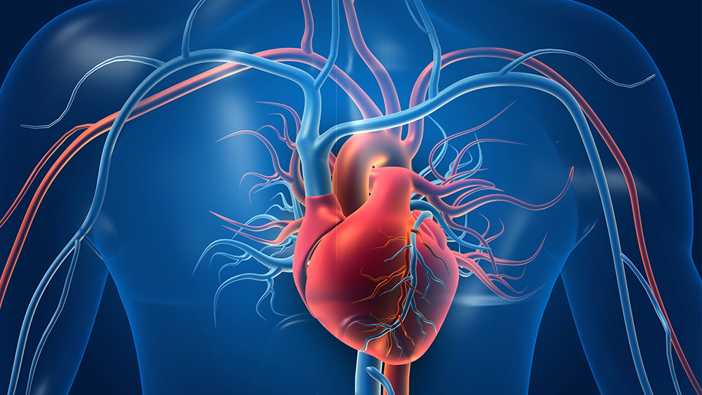 Aorta: Definition und Funktionen