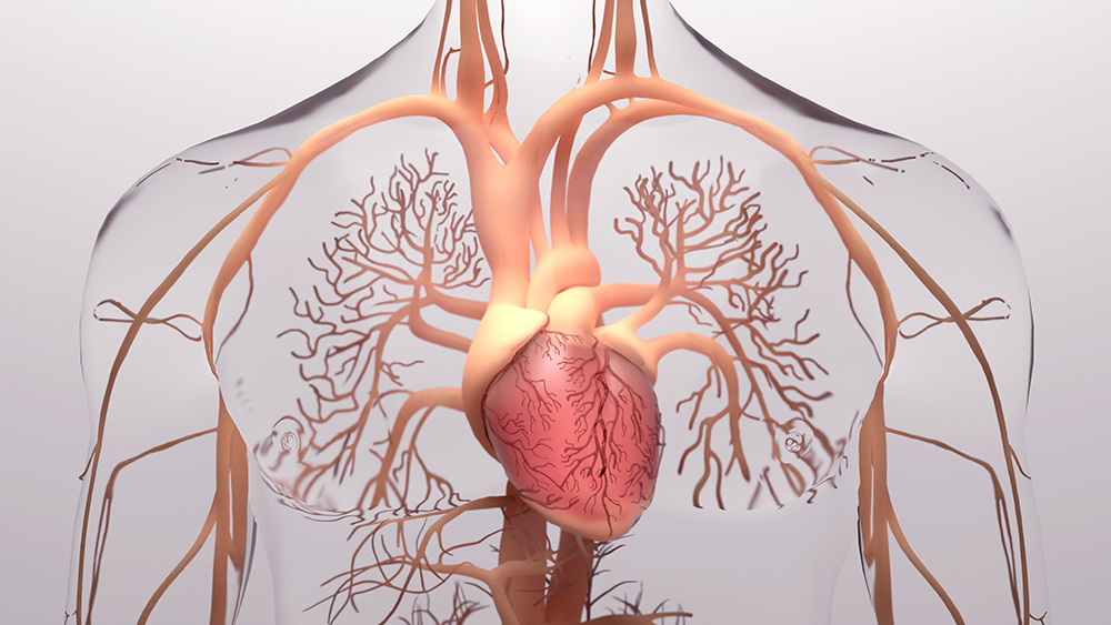 Arterien: Bedeutung und Funktion